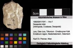 Foto (Objket + Etiketten) von Decapoda indet. 